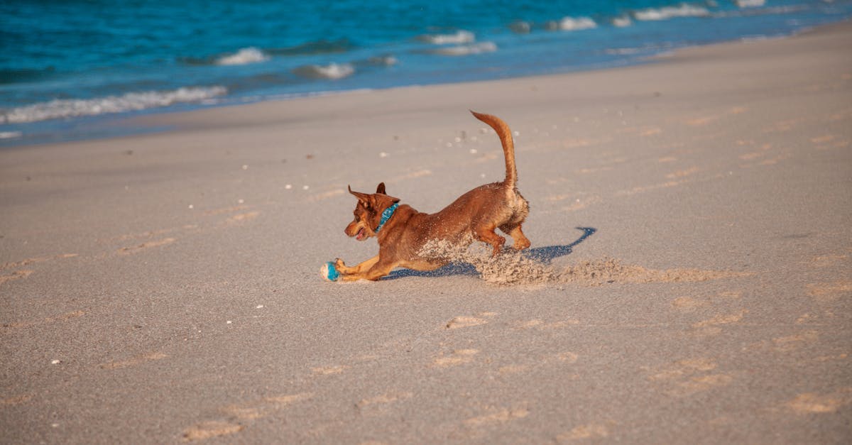 Cat Breeds That Act Like Dogs: The Most Dog-Like Felines