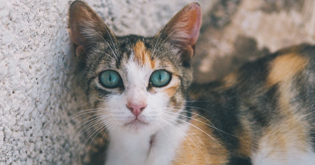 Cat Coat Colors and Patterns Explained: Complete Visual Guide