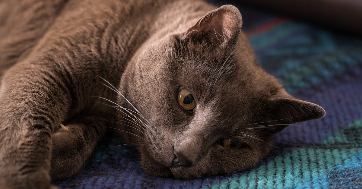 Chartreux Cat Guide: The Smiling Blue Cat of France