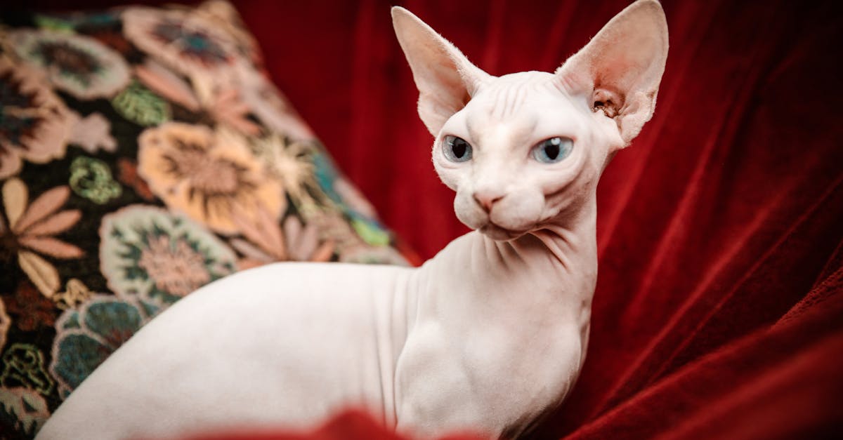 Cornish Rex Cat Guide: The Greyhound of Cats