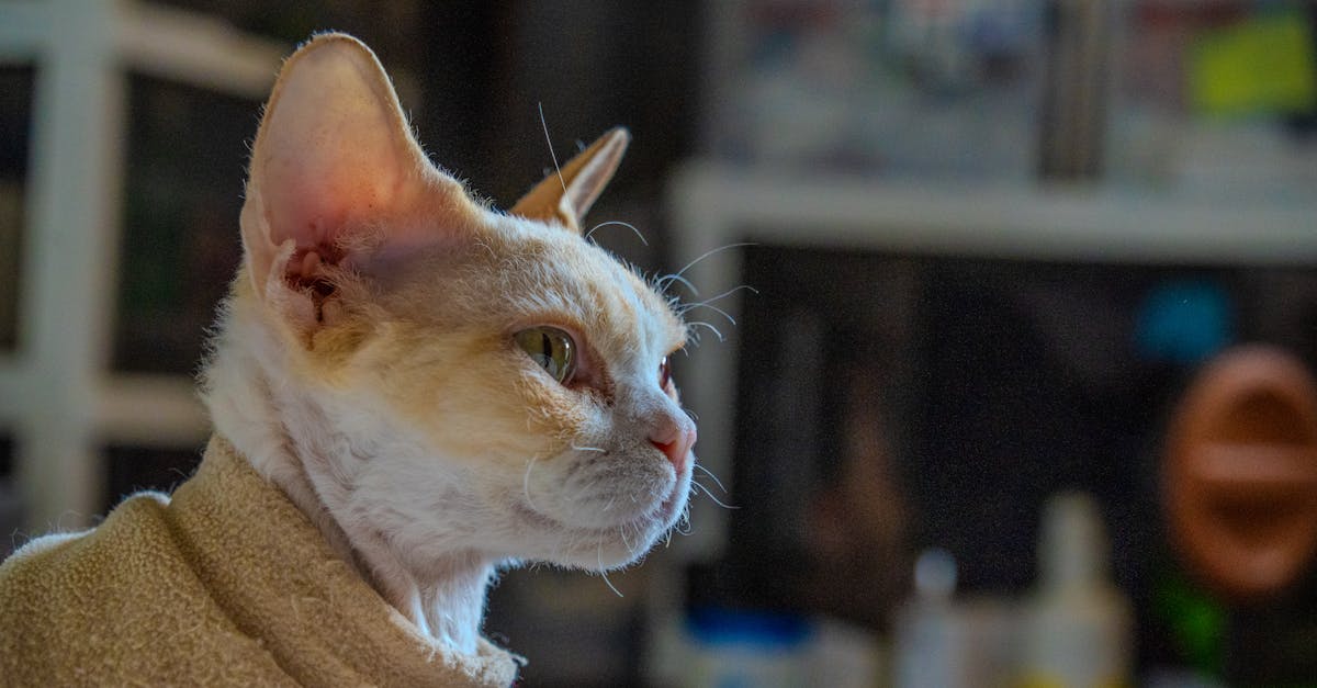 Devon Rex Cat Guide: The Pixie Cat