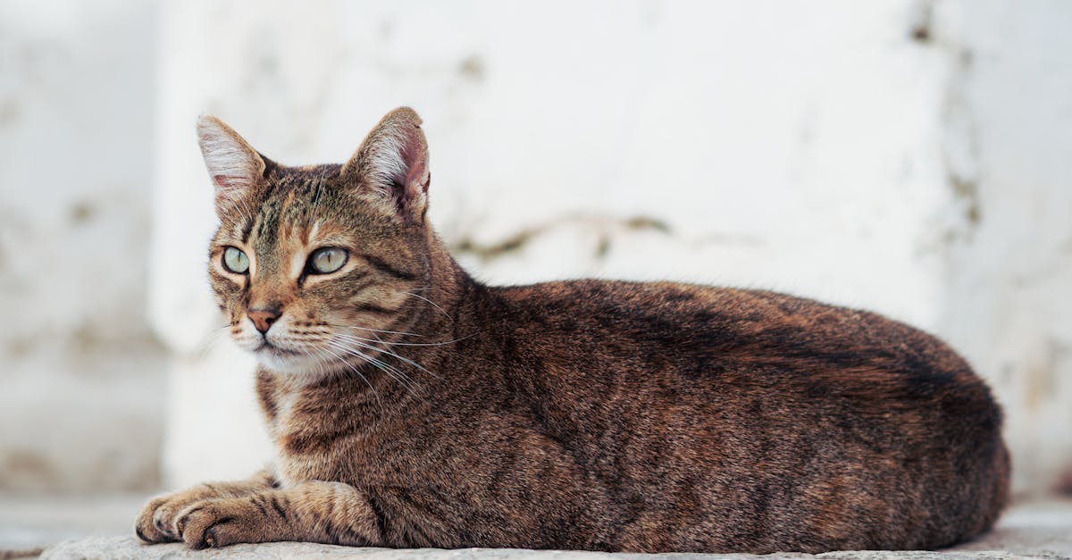 Egyptian Mau Guide: The Fastest Domestic Cat