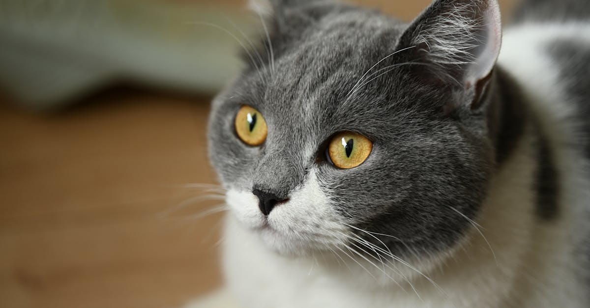 Exotic Shorthair Cat Guide: The Lazy Man's Persian