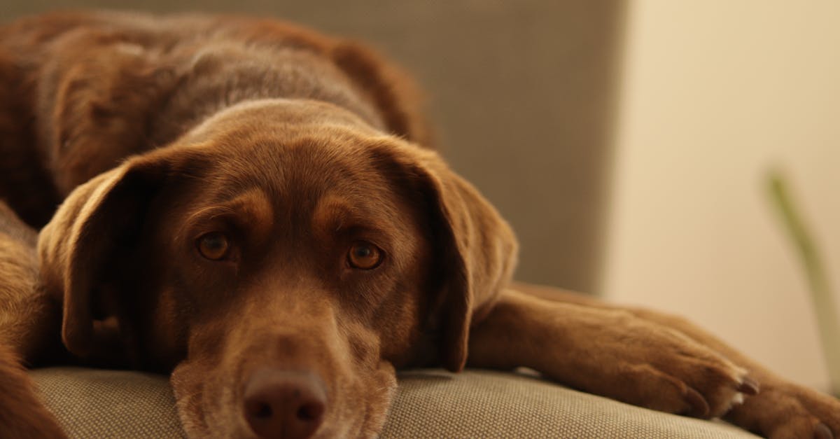 Havana Brown Cat Guide: The Chocolate Delight