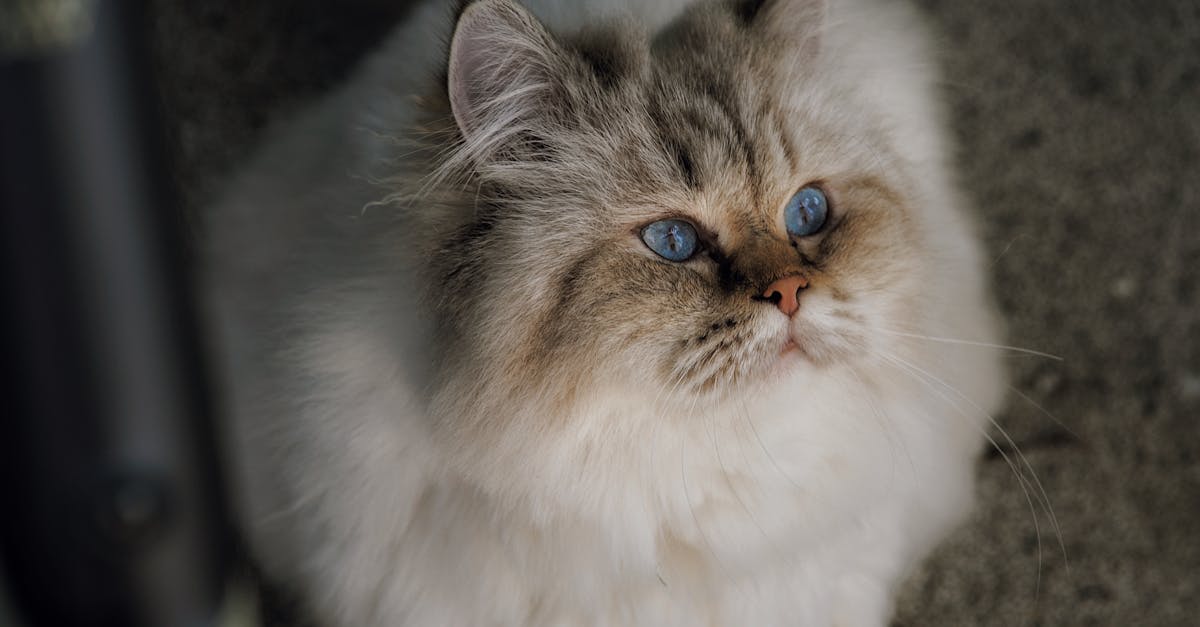 Himalayan Cat Guide: The Pointed Persian