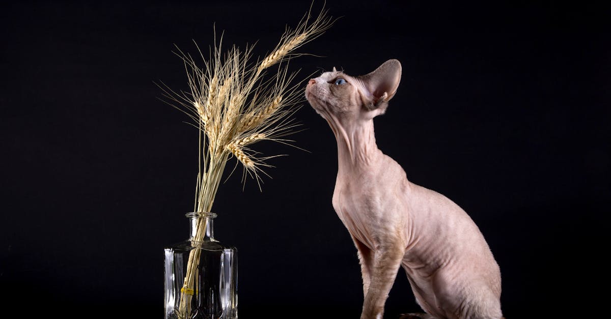 Hypoallergenic Cat Breeds: Complete Guide for Allergy Sufferers