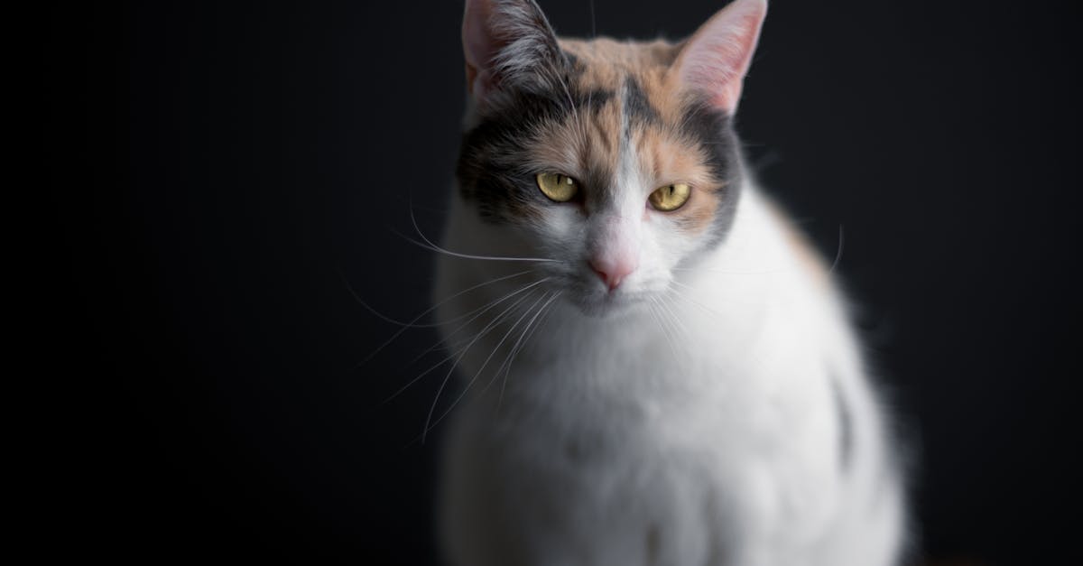 Japanese Bobtail Guide: The Lucky Cat