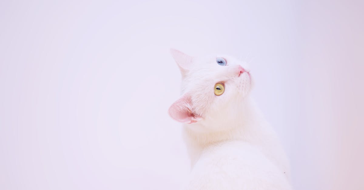 Khao Manee Cat Guide: The Diamond Eye of Thailand