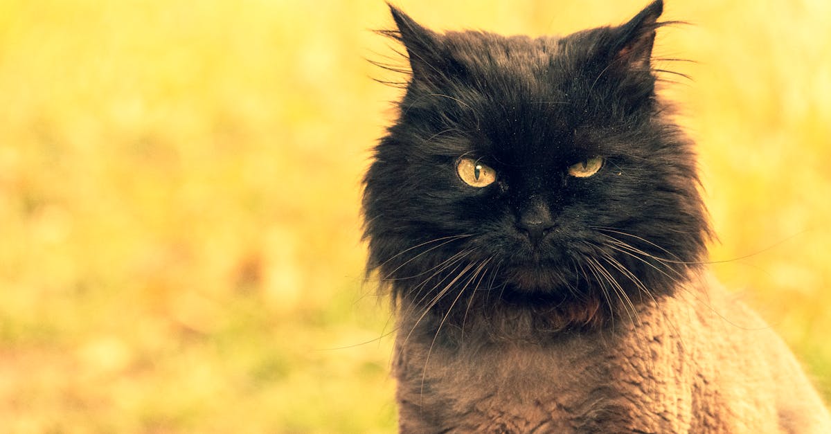 Lykoi Cat Guide: The Werewolf Cat