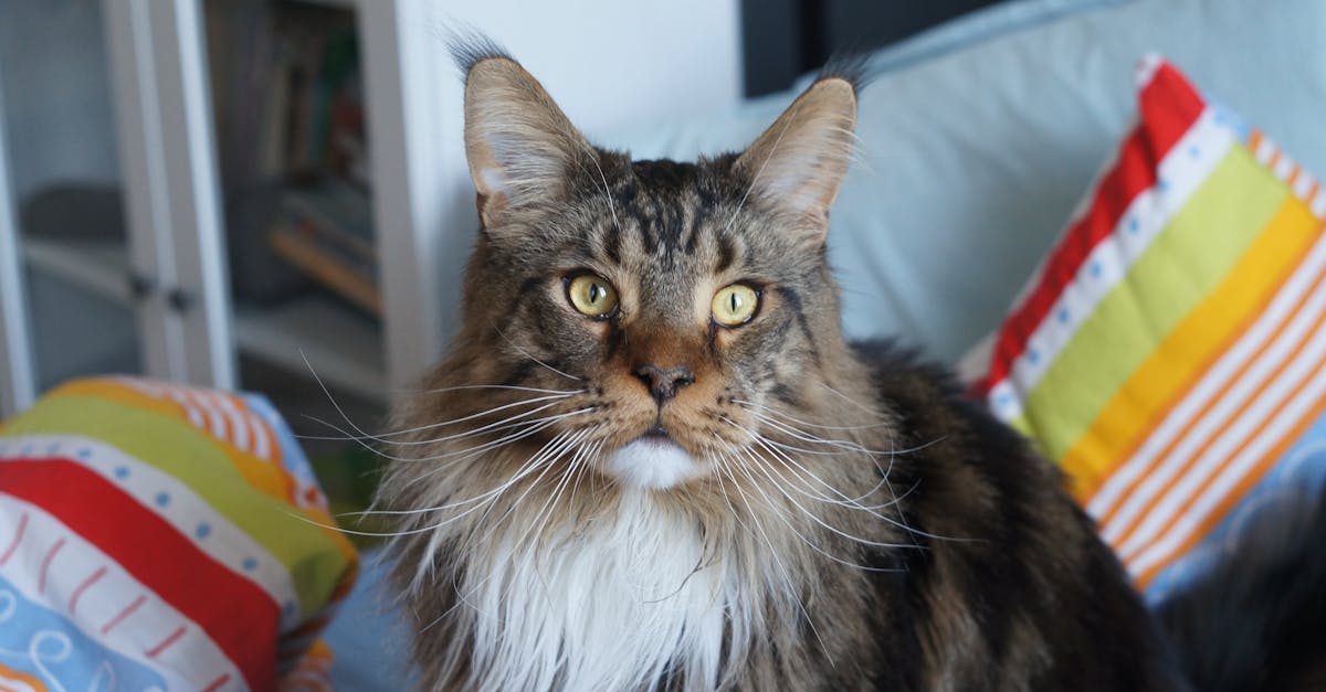 Maine Coon Cat Breed Guide: The Gentle Giant