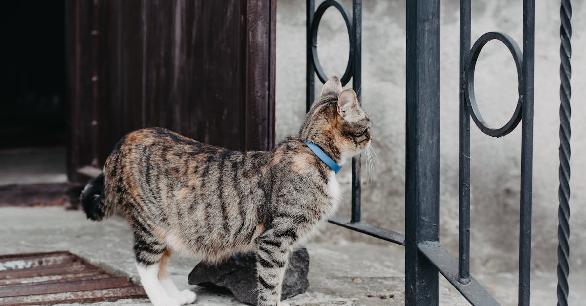 Manx Cat Guide: The Tailless Wonder
