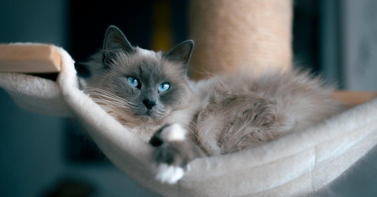 Most Expensive Cat Breeds in the World