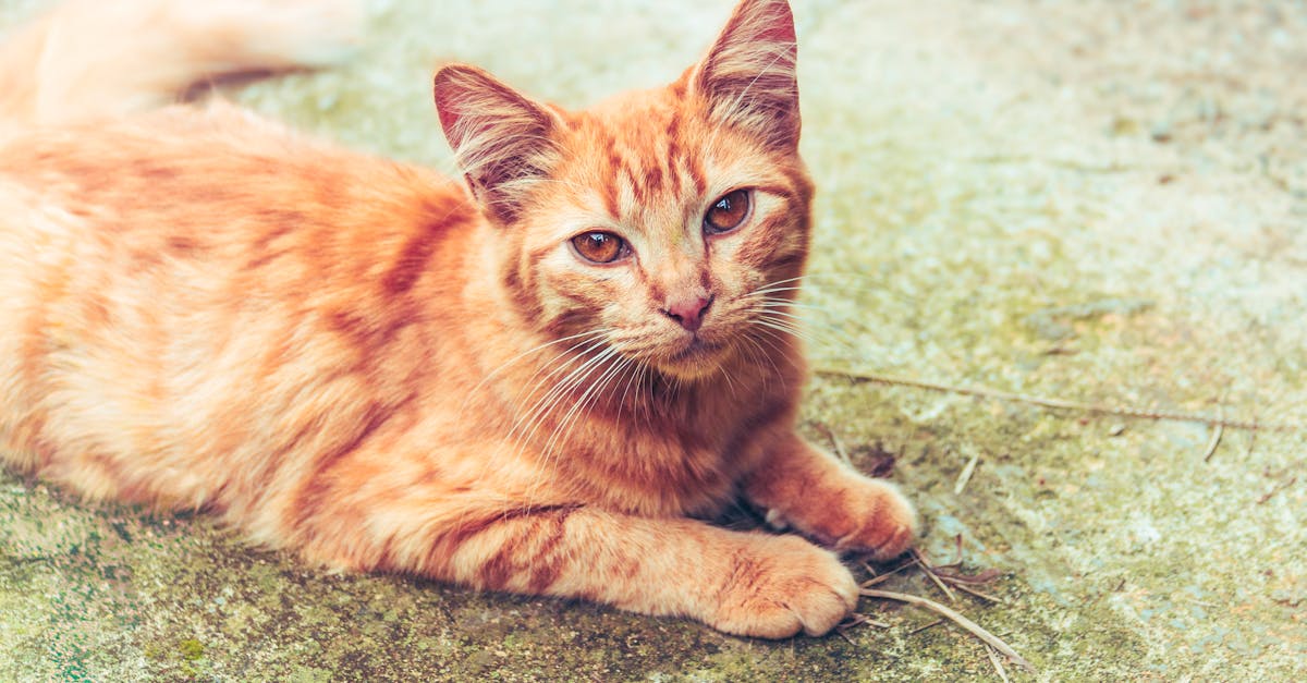 Munchkin Cat Guide: The Short-Legged Controversy