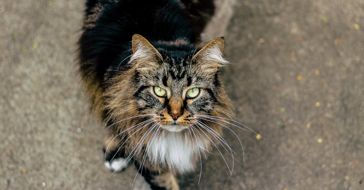 Norwegian Forest Cat Guide: The Viking Cat