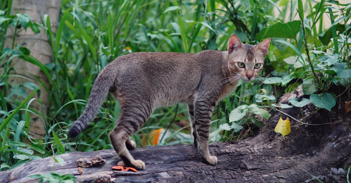 Ocicat Guide: The Wild-Looking Domestic