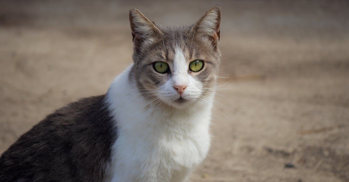Oriental Shorthair Cat Guide: The Rainbow Siamese