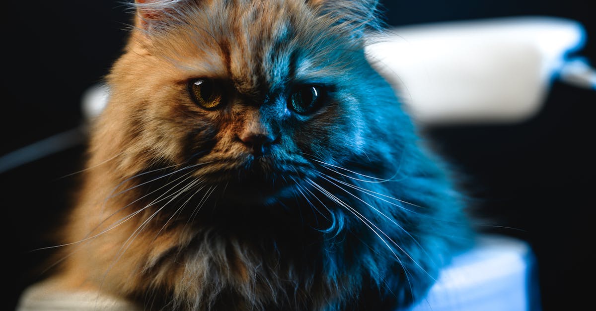 Persian Cat Breed Guide: Personality, Care, and Health