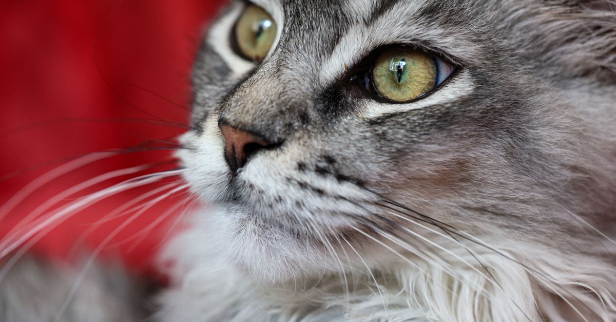 Ragamuffin Cat Guide: The Cuddliest Cat Alive