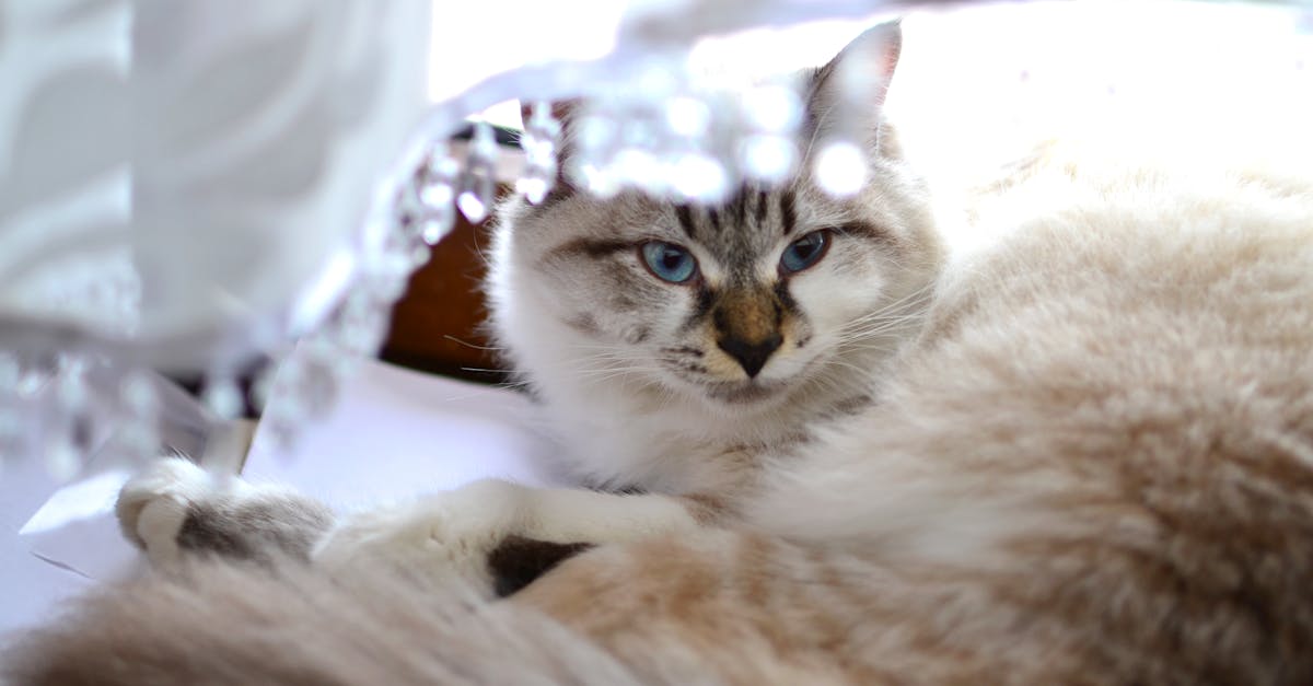 Ragdoll Cat Breed Guide: The Floppy Lap Cat