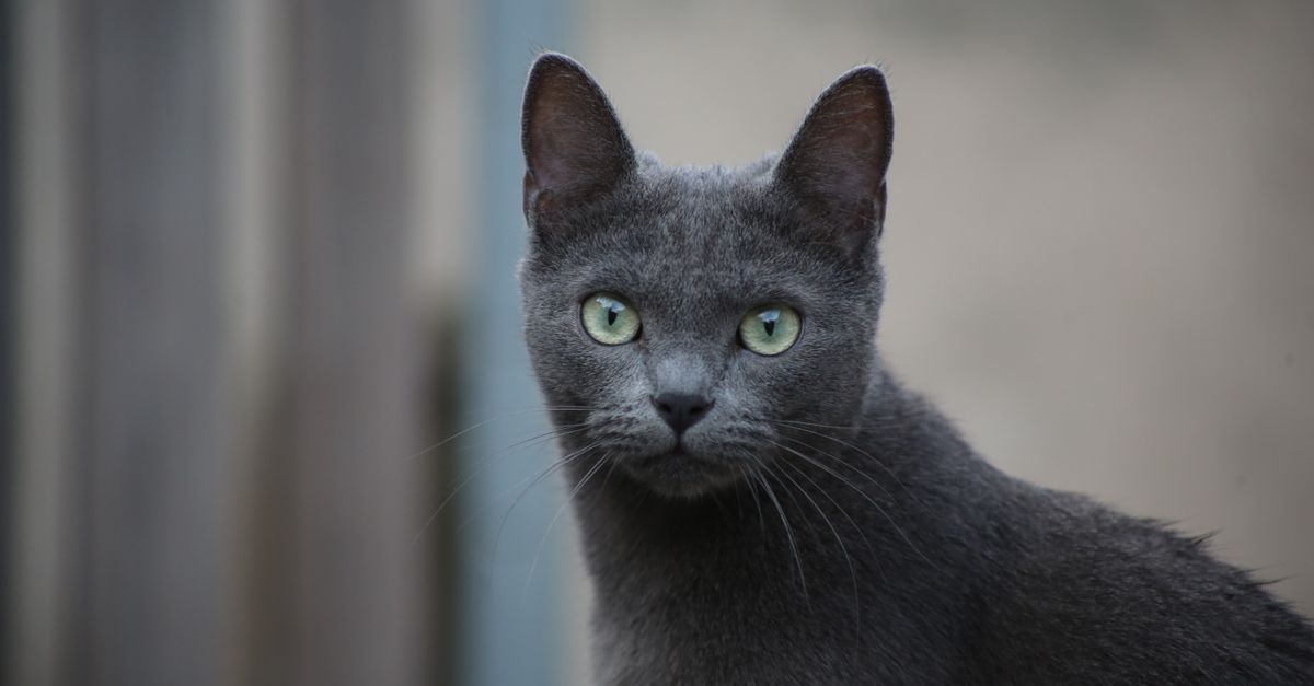 Russian Blue Cat Guide: The Shy but Devoted Companion