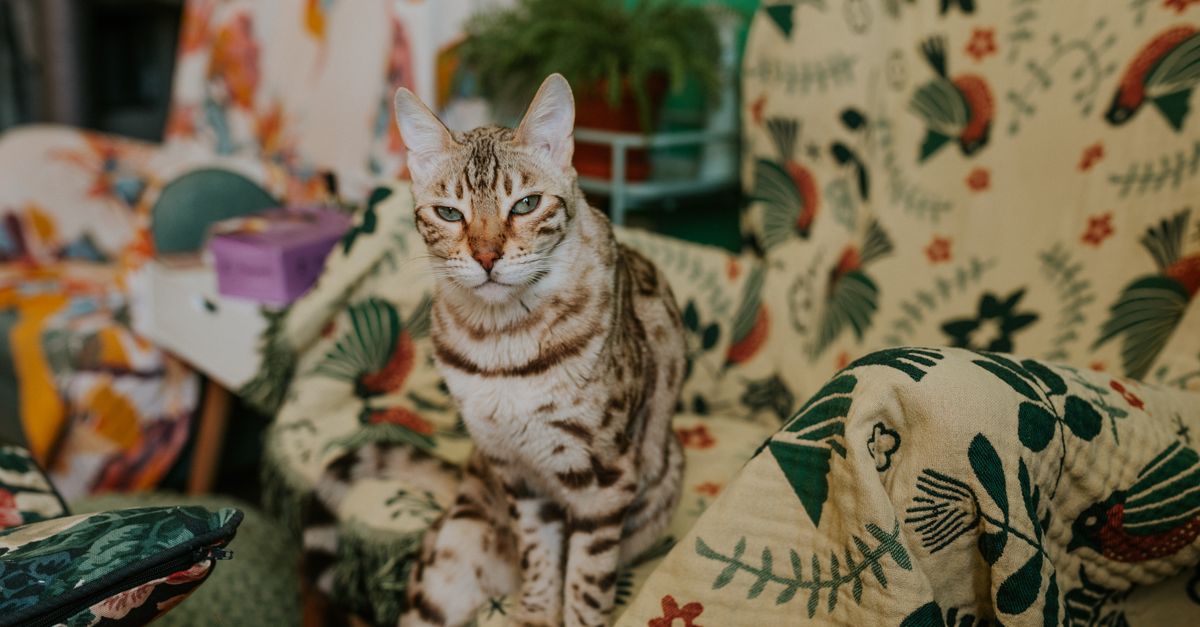 Savannah Cat Guide: The Exotic Hybrid