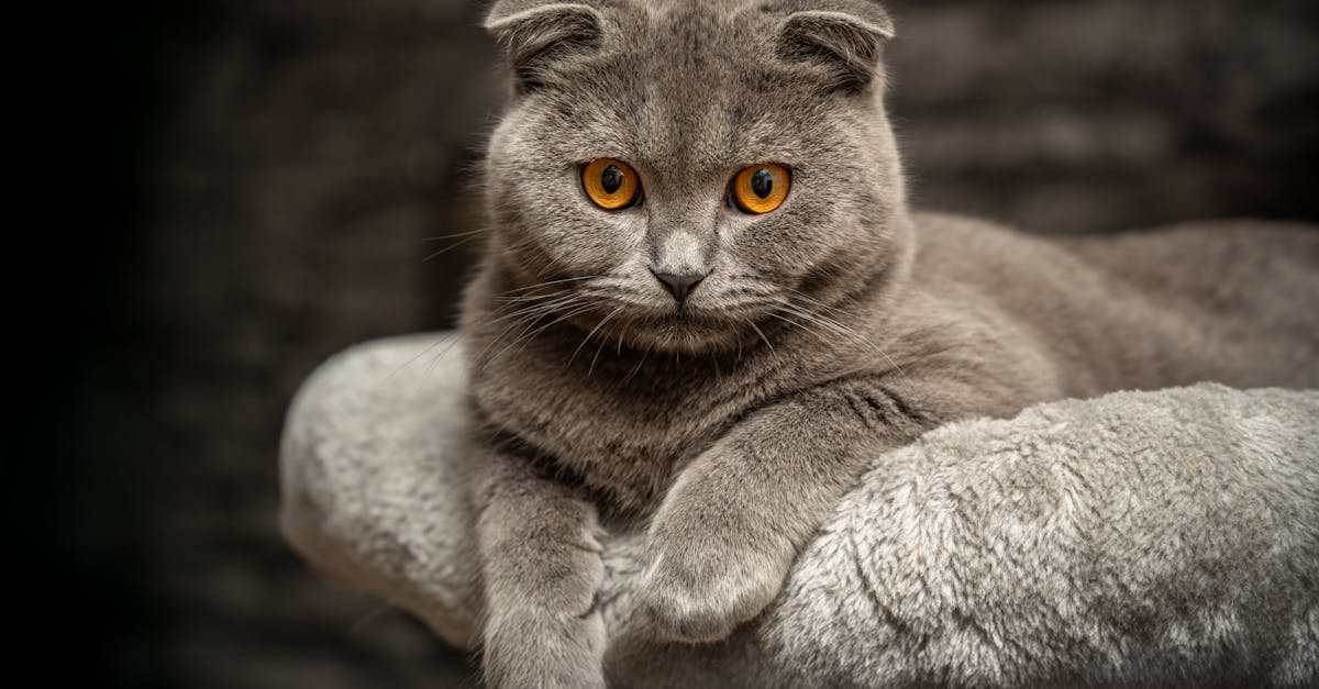 Scottish Fold Cat Guide: The Owl-Faced Sweetheart