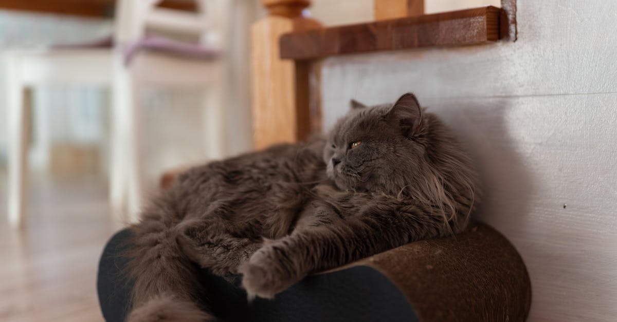 Selkirk Rex Guide: The Cat in Sheep's Clothing