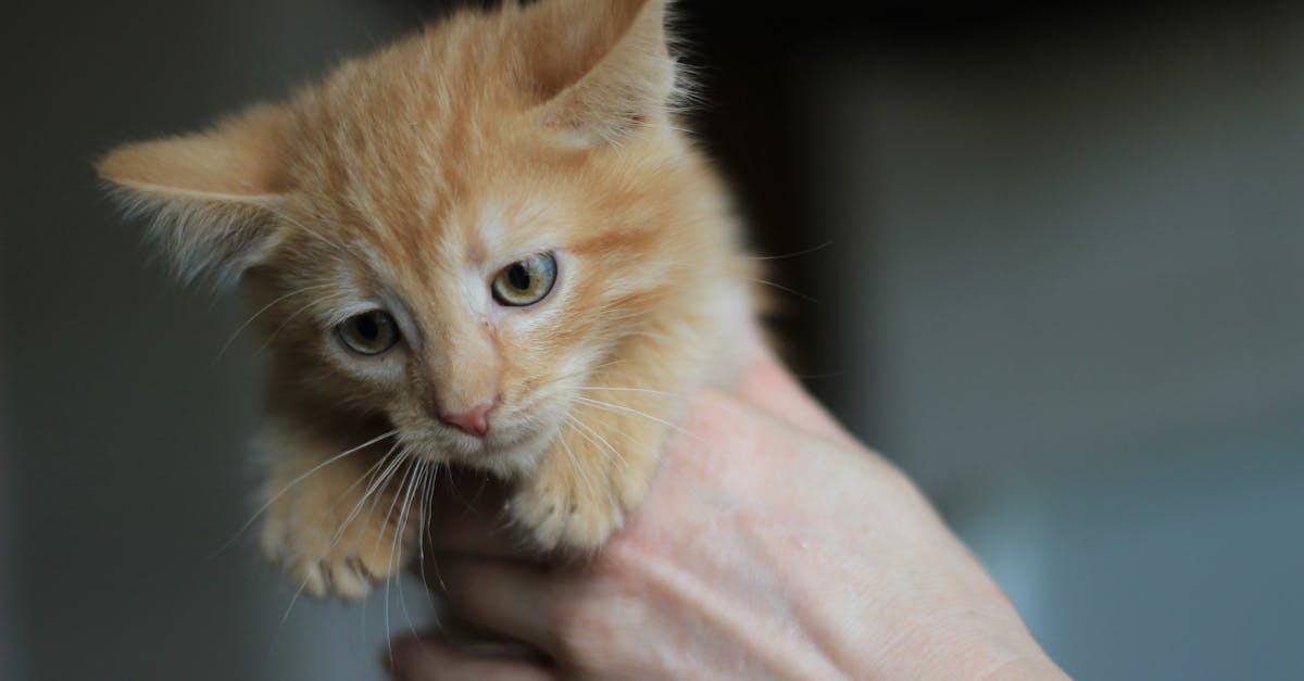 Adopting a Cat from a Shelter: Breed Guide for Mixed Breed Cats