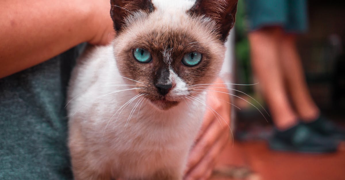 Siamese Cat Breed Guide: The Vocal and Loyal Companion