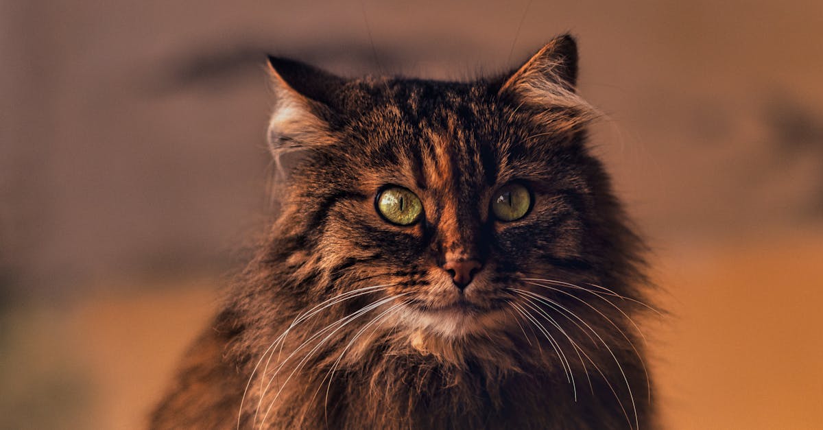 Siberian Cat Guide: The Hypoallergenic Forest Cat