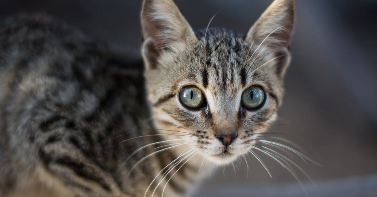 Singapura Cat Guide: The Smallest Cat Breed