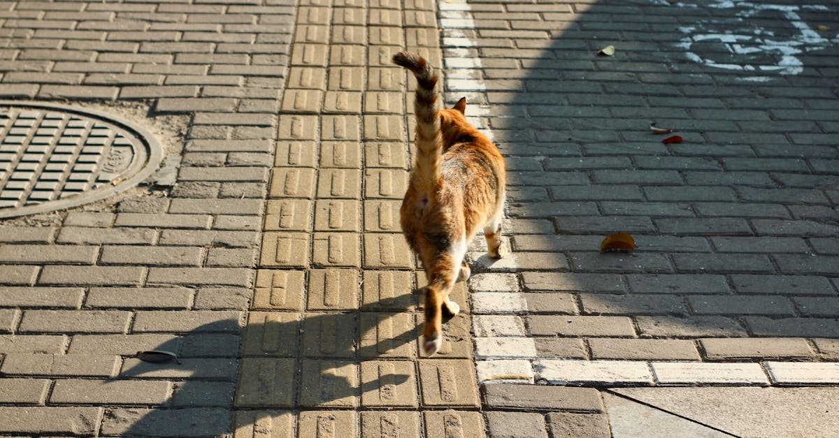 Somali Cat Guide: The Long-Haired Abyssinian Fox Cat