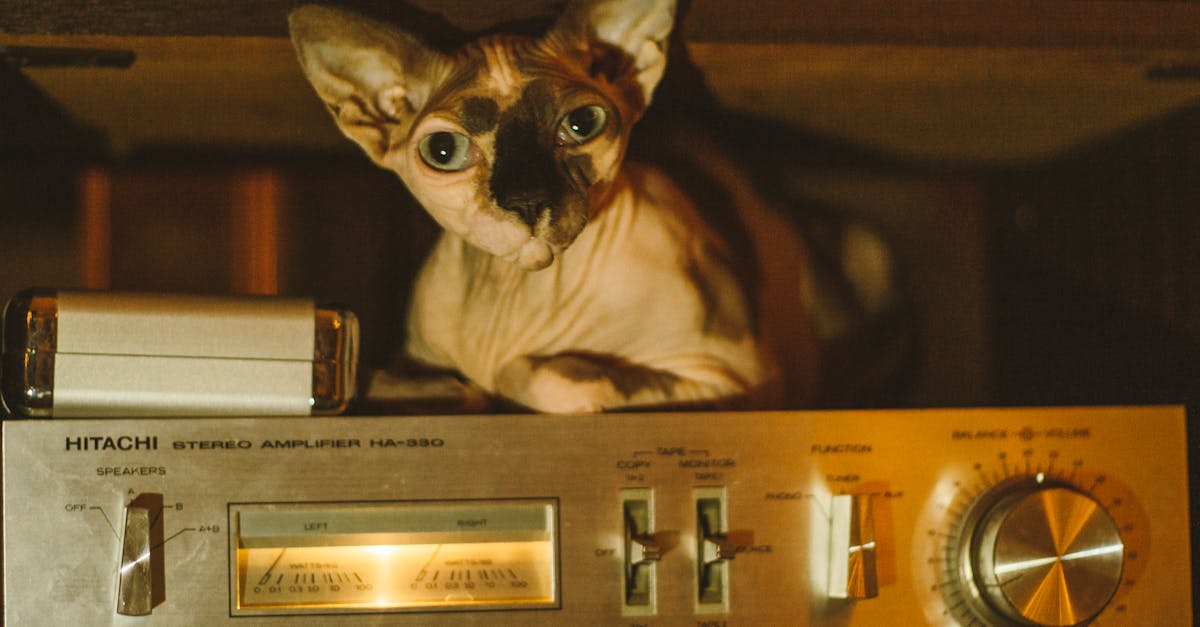 Sphynx Cat Guide: Living with a Hairless Cat