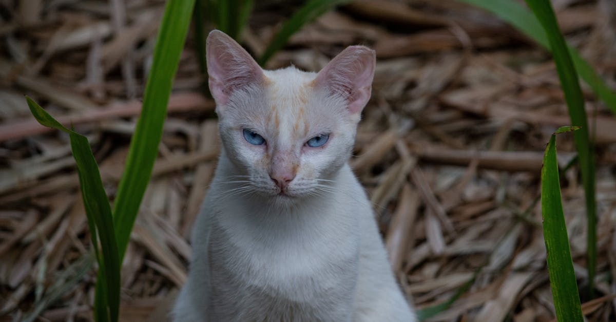 Tonkinese Cat Guide: The Best of Siamese and Burmese