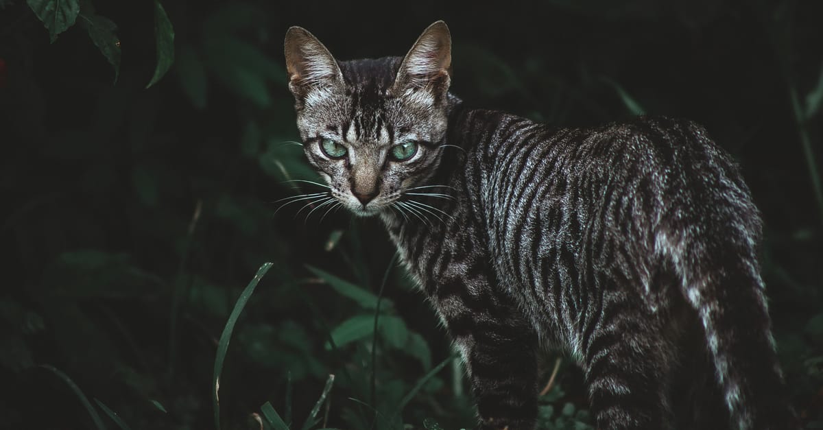 Toyger Cat Guide: The Miniature Tiger