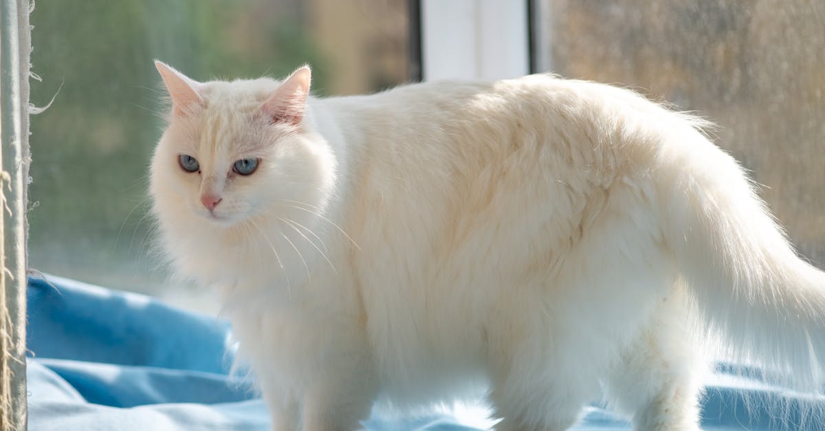 Turkish Angora Cat Guide: The Ancient Elegant Breed