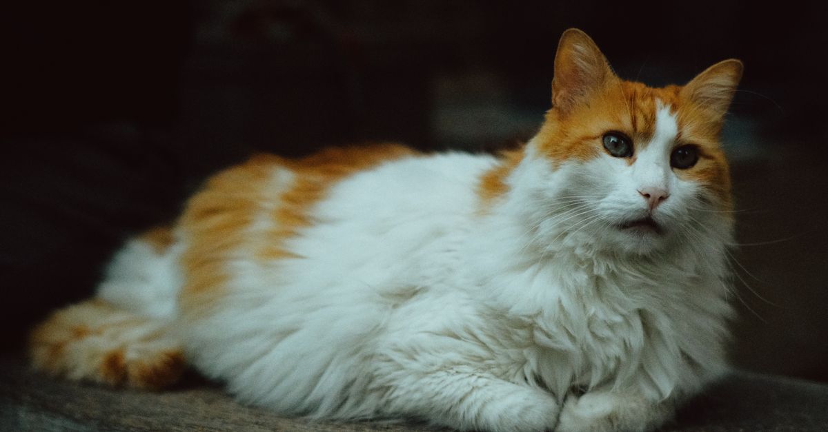 Turkish Van Cat Guide: The Swimming Cat
