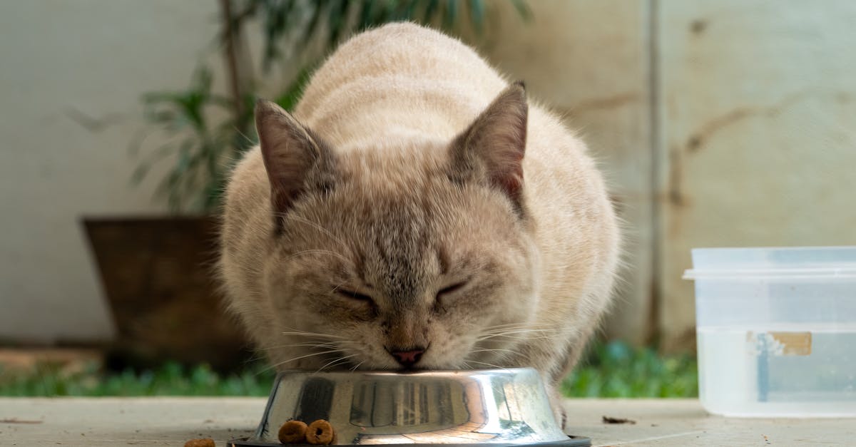 Best Automatic Cat Feeders: Smart Feeding Solutions
