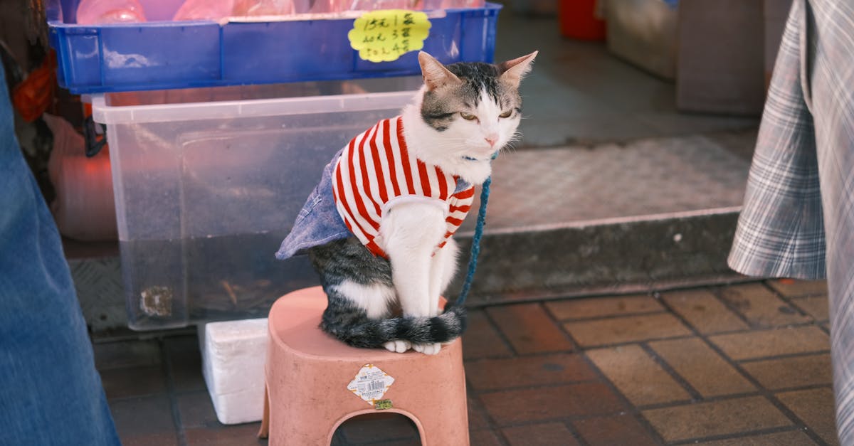 Best Cat Food on a Budget: Quality Nutrition for Less