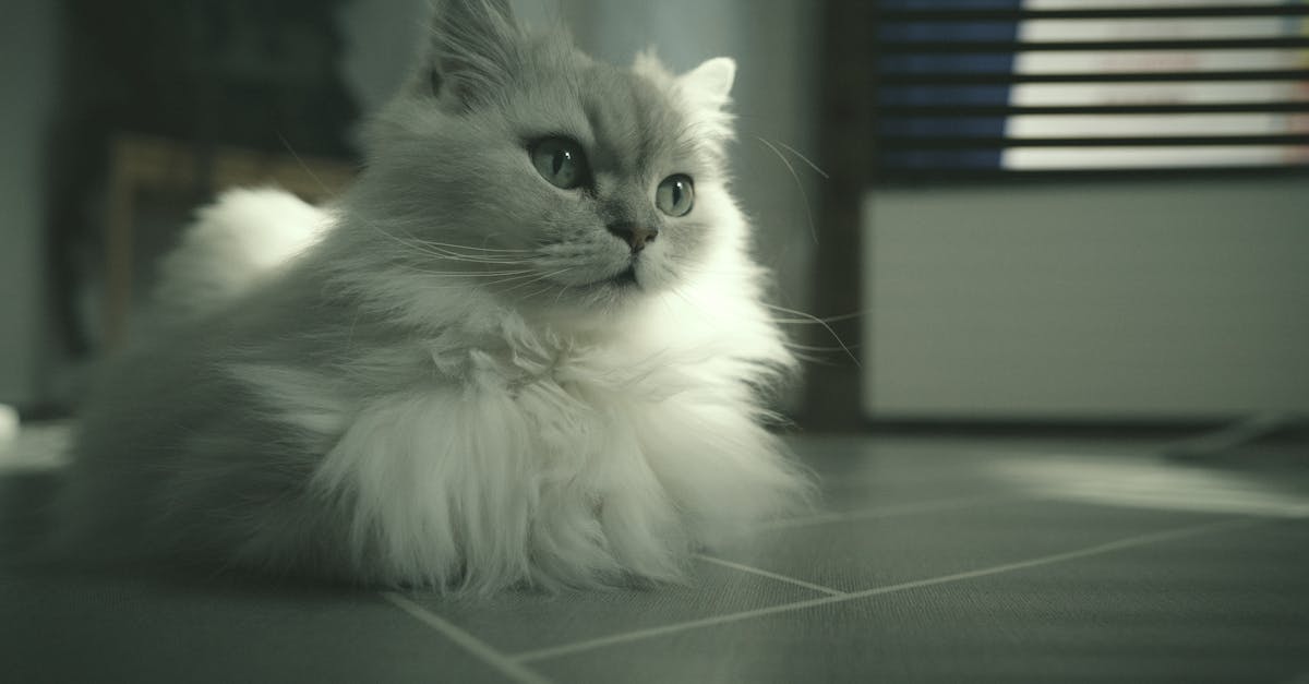 Best Cat Food for Hairball Control