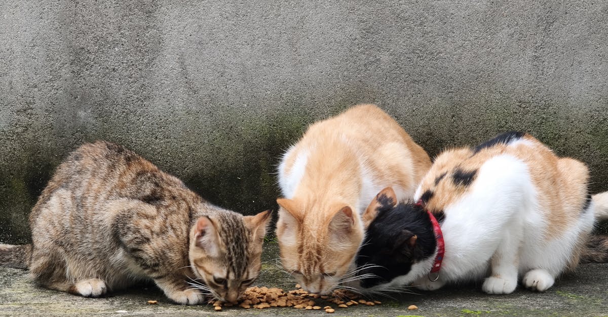 Best Cat Food for Indoor Cats: Meeting Unique Needs