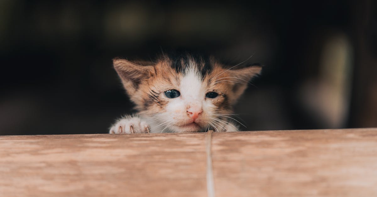 Best Cat Food for Kittens: Nutrition for Growth