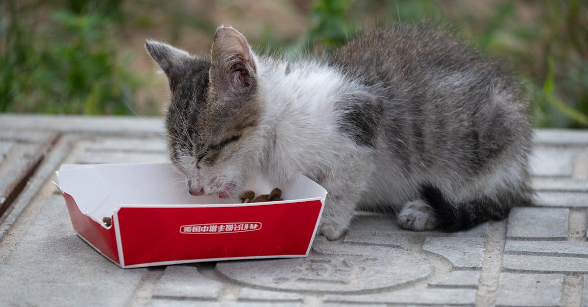 Best Cat Food for Senior Cats: Nutrition After Age 7