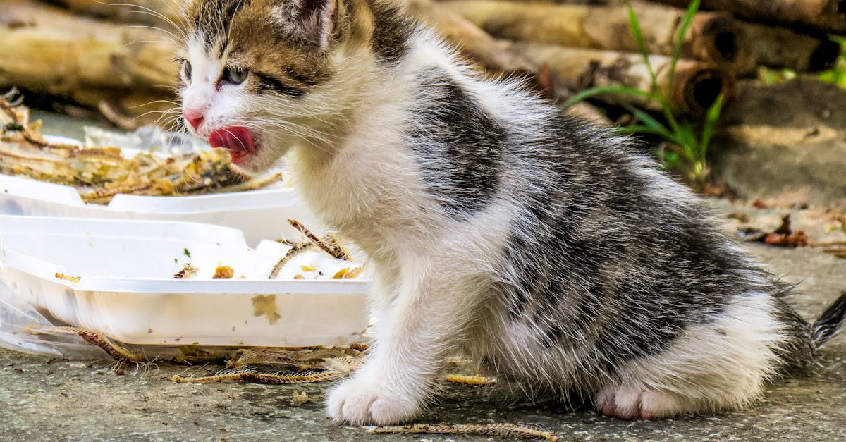 Best Cat Treats: Healthy Options Your Cat Will Love
