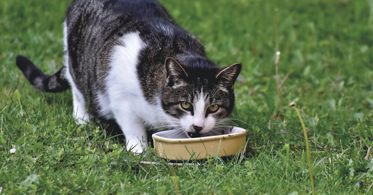 Best Wet Cat Food Brands: Complete Guide