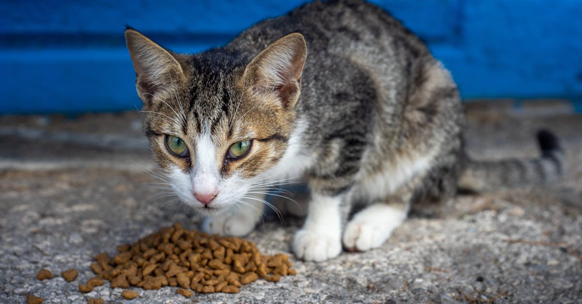 Cat Food Allergies: Symptoms, Testing, and Elimination Diets