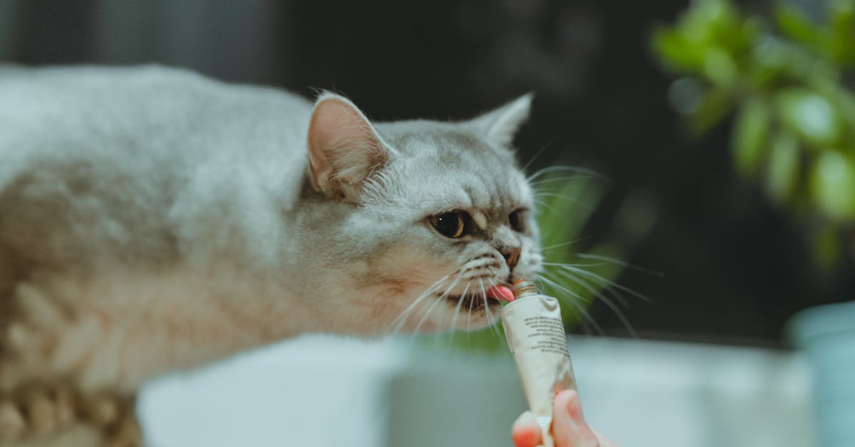 Feeding Cats with Cancer: Nutritional Support Guide