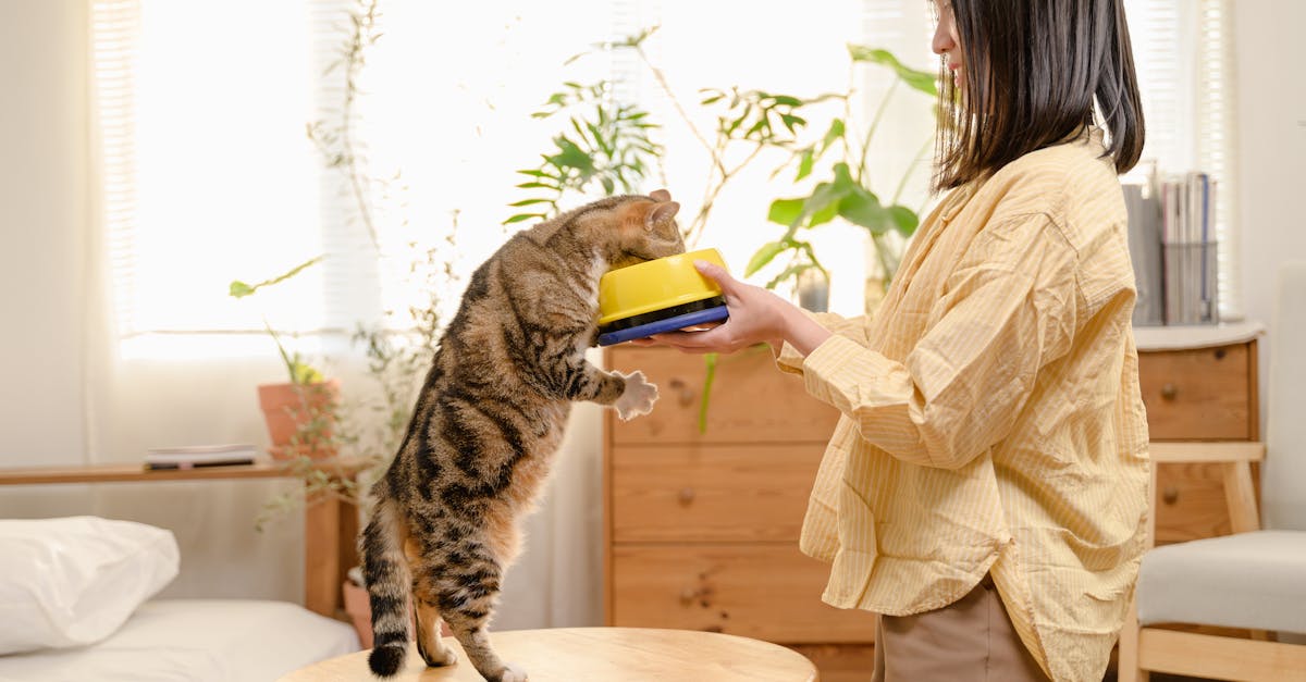 Understanding Cat Food Certifications and Standards