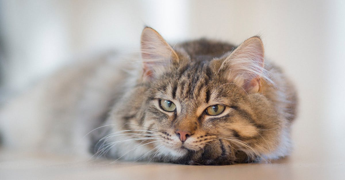 Cat Food for Constipation: Fiber and Diet Solutions