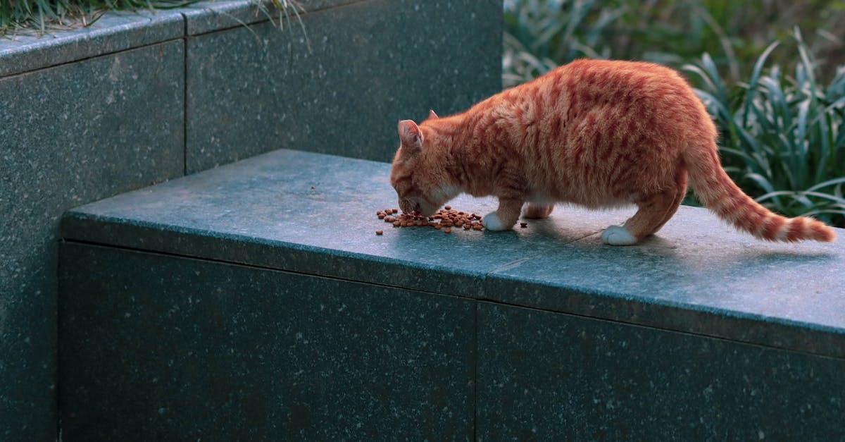 Cat Food and the Environment: Sustainable Pet Feeding